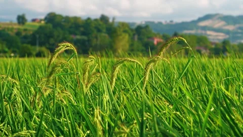 Green Rice Panicles Growing in a Paddy Field Stock Footage 346306005