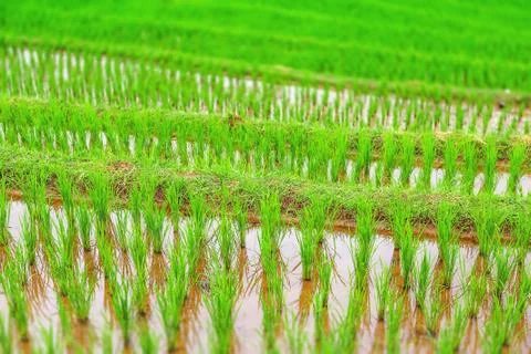 Green rice Stock Photos