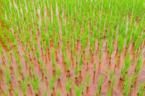 Green rice Foto stock