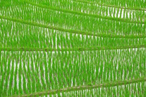Green rice Stock Photos