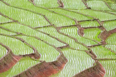 Green rice Stock Photos