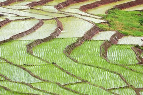 Green rice Stock Photos