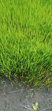 Green rice Foto stock
