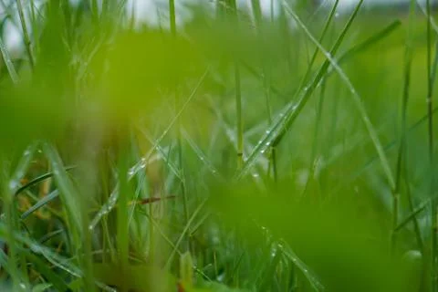 Green rice plant pattern background Stock Photos