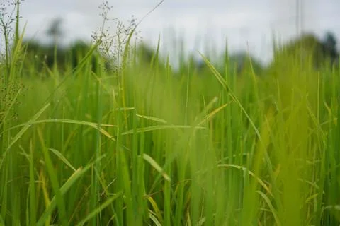 Green rice plant pattern background Stock Photos