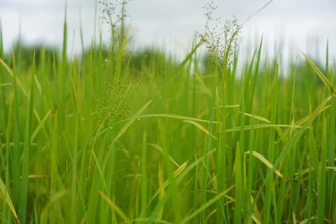 Green rice plant pattern background Stock Photos