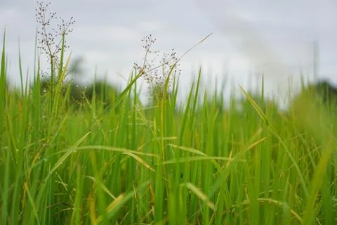 Green rice plant pattern background Stock Photos