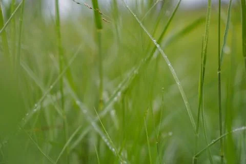 Green rice plant pattern background Stock Photos