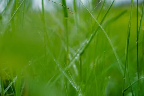 Green rice plant pattern background Stock Photos
