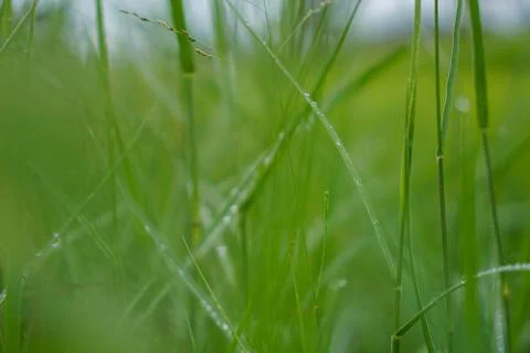 Green rice plant pattern background Stock Photos