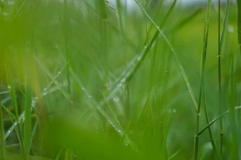 Green rice plant pattern background Stock Photos