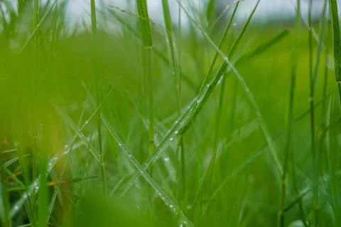 Green rice plant pattern background Stock Photos