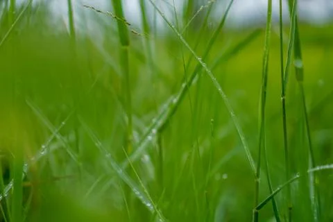 Green rice plant pattern background Stock Photos