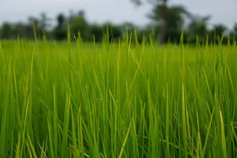Green rice plant pattern background Stock Photos