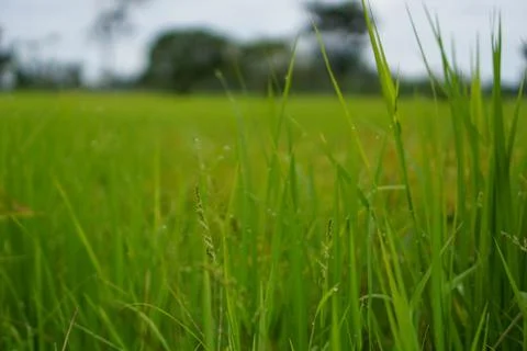 Green rice plant pattern background Stock Photos