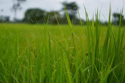 Green rice plant pattern background Foto stock