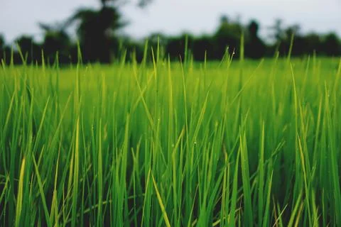 Green rice plant pattern background Foto stock