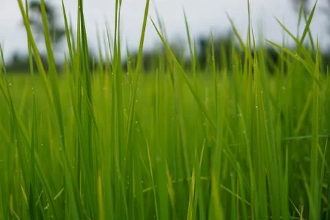 Green rice plant pattern background Stock Photos