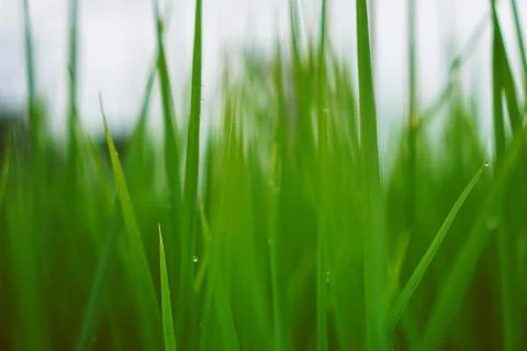Green rice plant pattern background Stock Photos