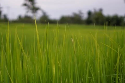 Green rice plant pattern background Stock Photos