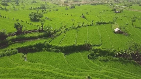 Green rice plantation aerial view. Drone flying over green paddy field in asian Stock Footage 108166330