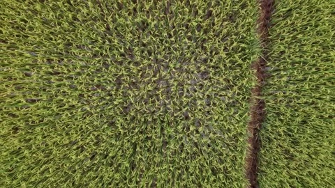 Green rice plants and fields by drone Stock Footage 302271588