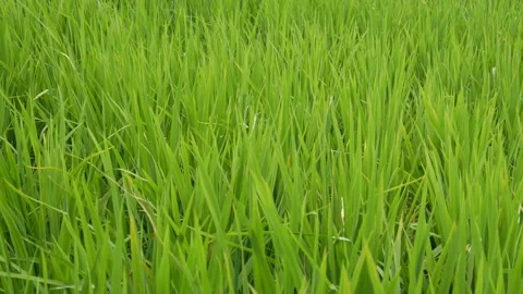 Green rice plants blown by the wind. green rice fields Stock Footage 300860097