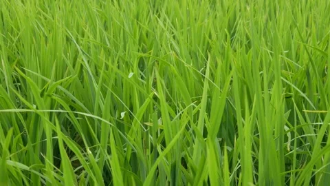 Green rice plants blown by the wind. green rice fields Stock Footage 300860100