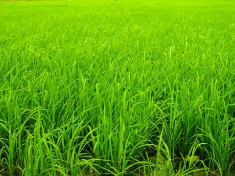 Green rice plants in the fields.	 Stock Photos