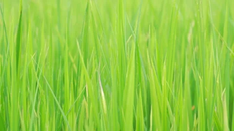 Green rice plants in the fields in the rainy season Stock Footage 290071107