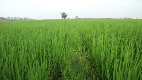 Green rice plants Stock Footage 208929308
