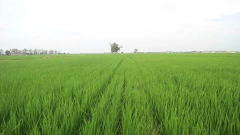 Green rice plants Stock Footage 208929635