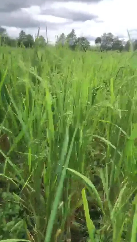 The Green of Rice plants Stock Footage 233091467