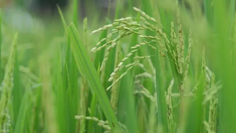 Green rice plants 動画素材 245965236