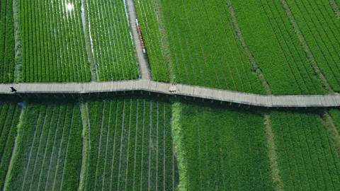 Green rice plants Stock Footage 259559389