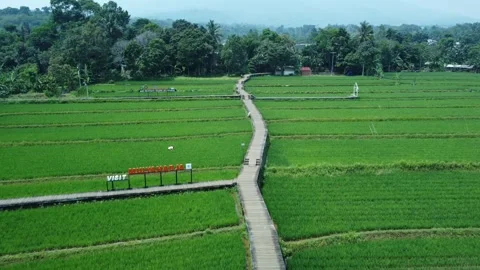 Green rice plants Stock Footage 259561390
