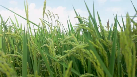 Green rice plants moving in the wind against blue sky Stock Footage 344803355