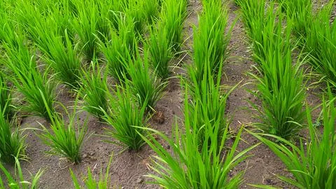 Green rice plants in the rice fields. Mature green rice in the field Stock Photos