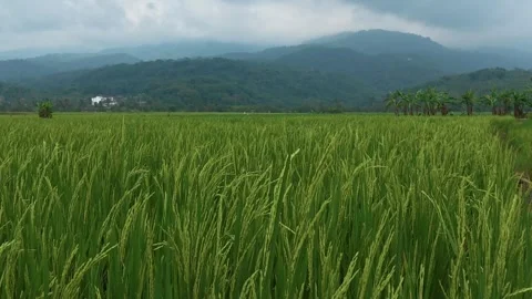 Green Rice Plants Swaying in the Wind with Mountain Background Stock Footage 343387708