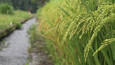 Green rice in the rice fields by the river. Stock Footage 171447349