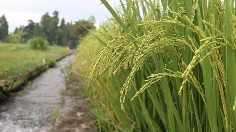 Green rice in the rice fields by the river Stock Footage 171447359