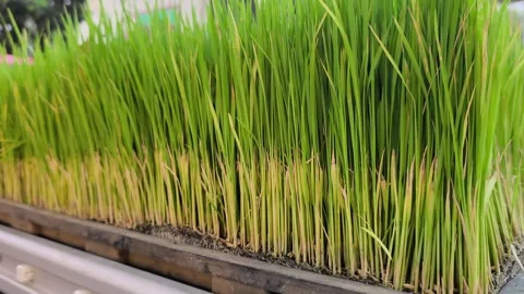 Green Rice Seedlings Growing Dense in Nursery Trays Video stock 346068582