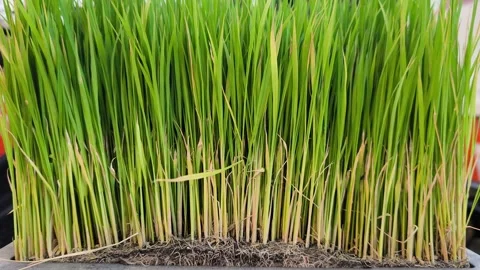 Green Rice Seedlings Growing Dense in Nursery Trays 스톡 동영상 346068641