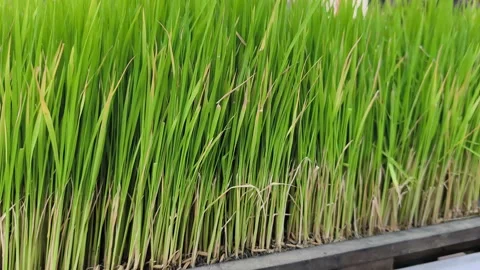 Green Rice Seedlings Growing Dense in Nursery Trays Vídeo Stock 346068647