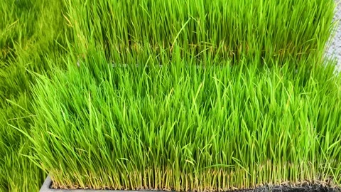 Green Rice Seedlings Growing Dense in Nursery Trays Stock Footage 346068715