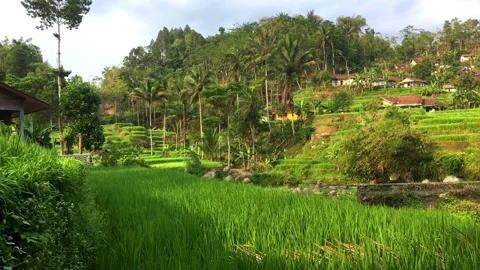 Green Rice Terrace Fields and Coconut Trees in a Rural Village Vidéo 348258997
