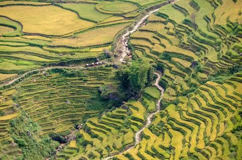 Green Rice Terrace Fields in Spring with mule caravan on road Stock Photos