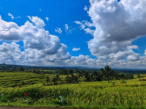 Green Rice Terrace Fields Under Blue Sky with Fluffy White Clouds in Bali Stock Photos