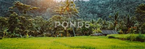 Green Rice terraces and lush jungle rainforest vegetation at sunrise, Bali Stock Photos