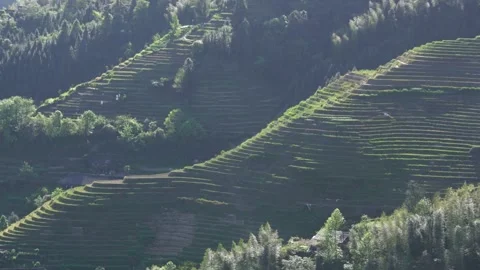 Green rice terraces cascade down the hillside in rural asia Stock Footage 311817772